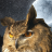 nitebird